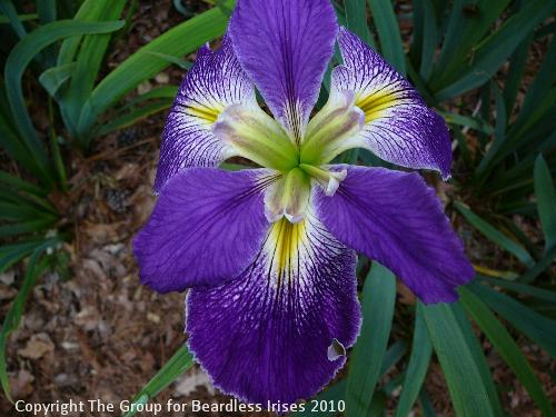 Sdlg S-04-006 887 darker 